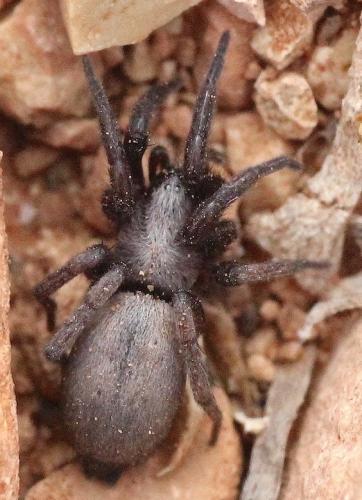Scotophaeus sp.